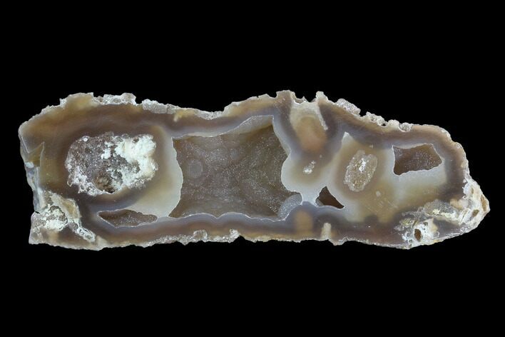 Agatized Fossil Coral Geode - Florida #97921